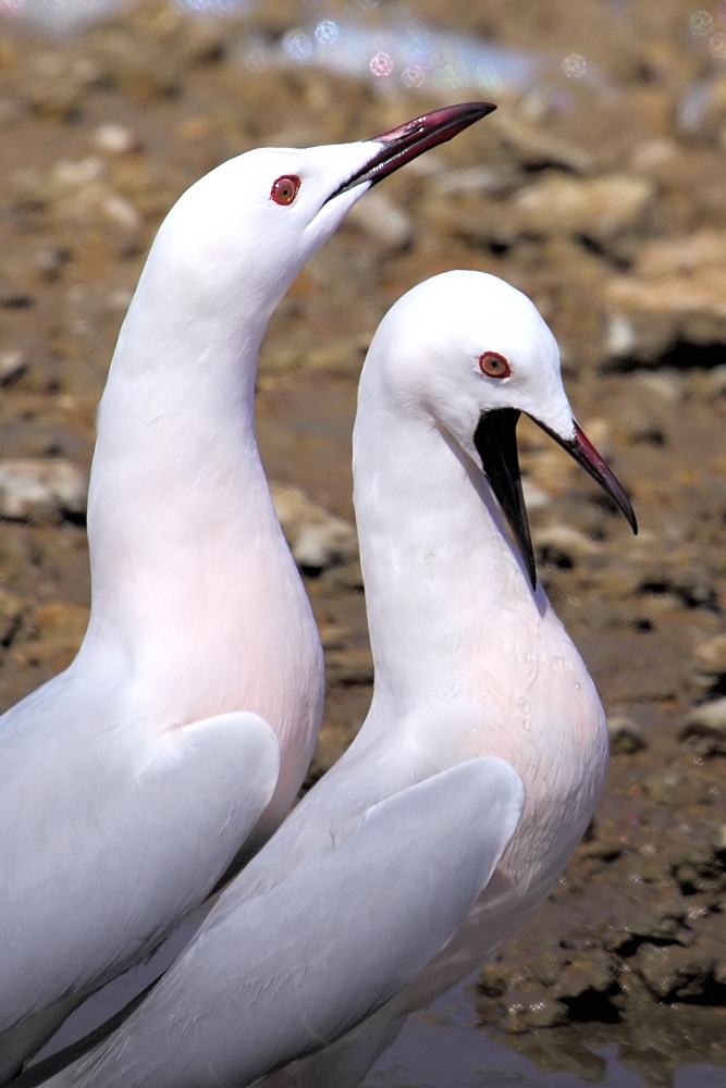 Gabbiani rosei - Chroicocephalus genei